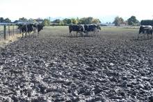 grazing cattle rotational waste