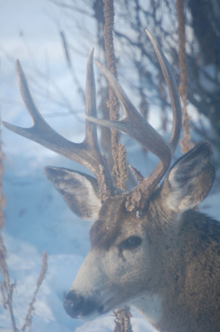 Mule Deer