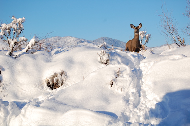 Mule Deer