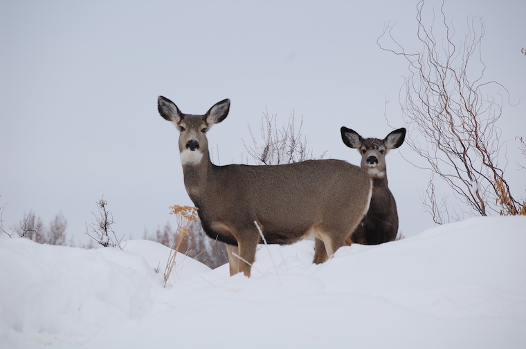 mule deer