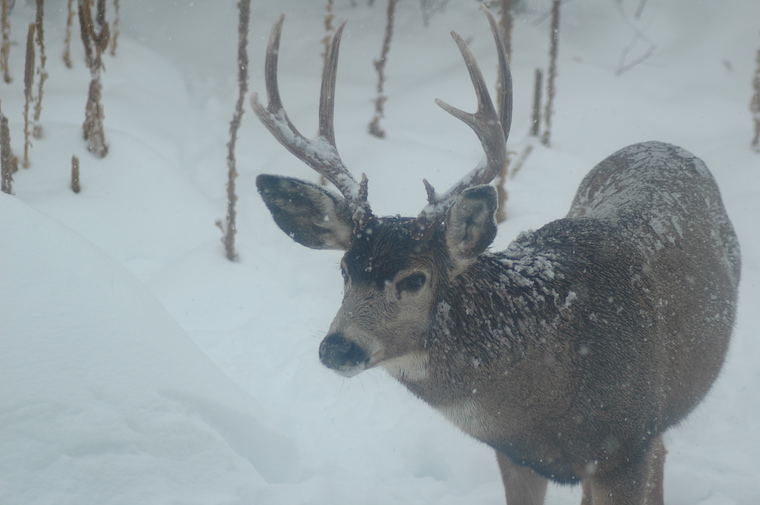 Mule Deer