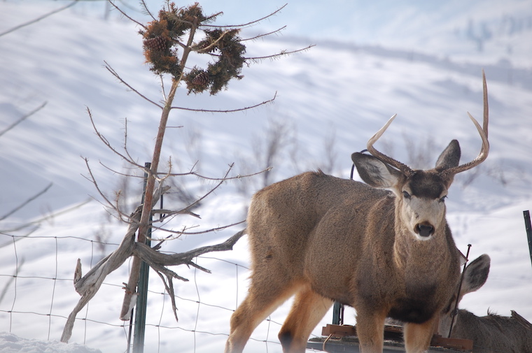 Mule Deer