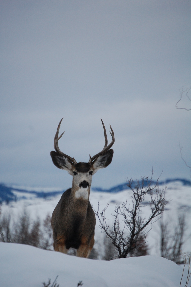 Mule Deer