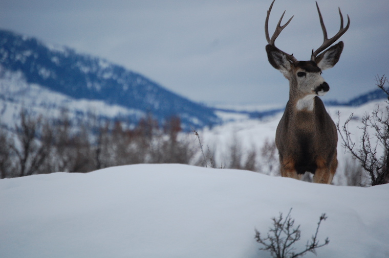 Mule Deer