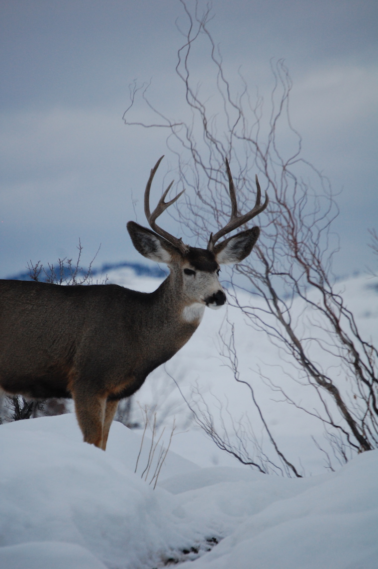 Mule Deer