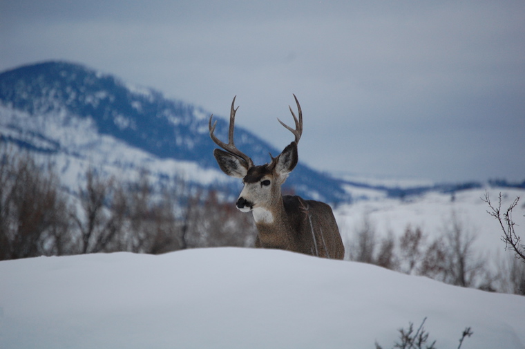 Mule Deer
