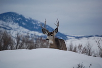 Mule Deer
