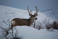 Mule Deer