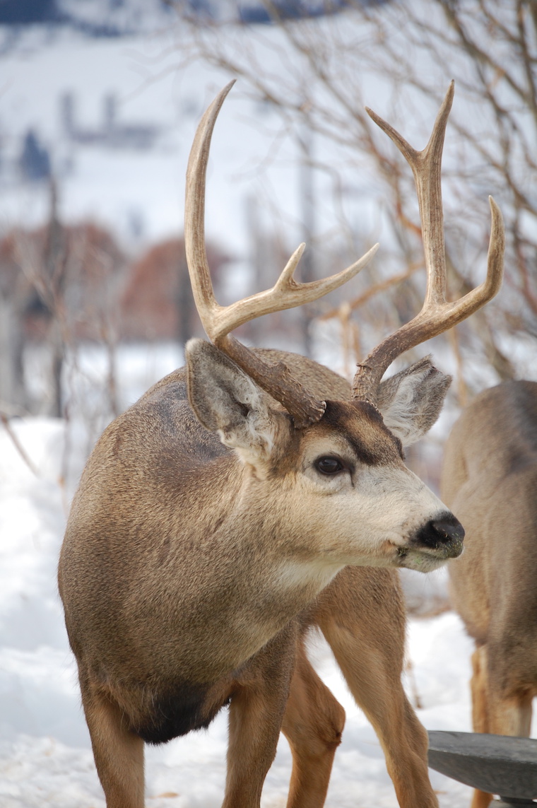 Mule Deer