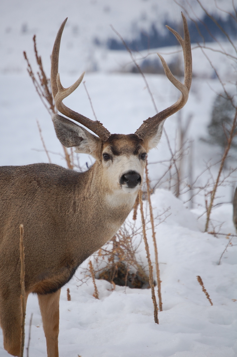 Mule Deer