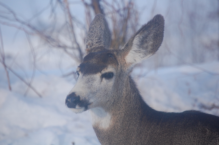 Mule Deer
