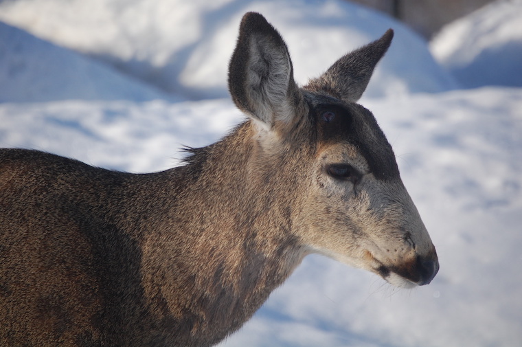 Mule Deer