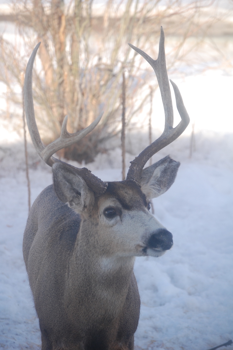 Mule Deer