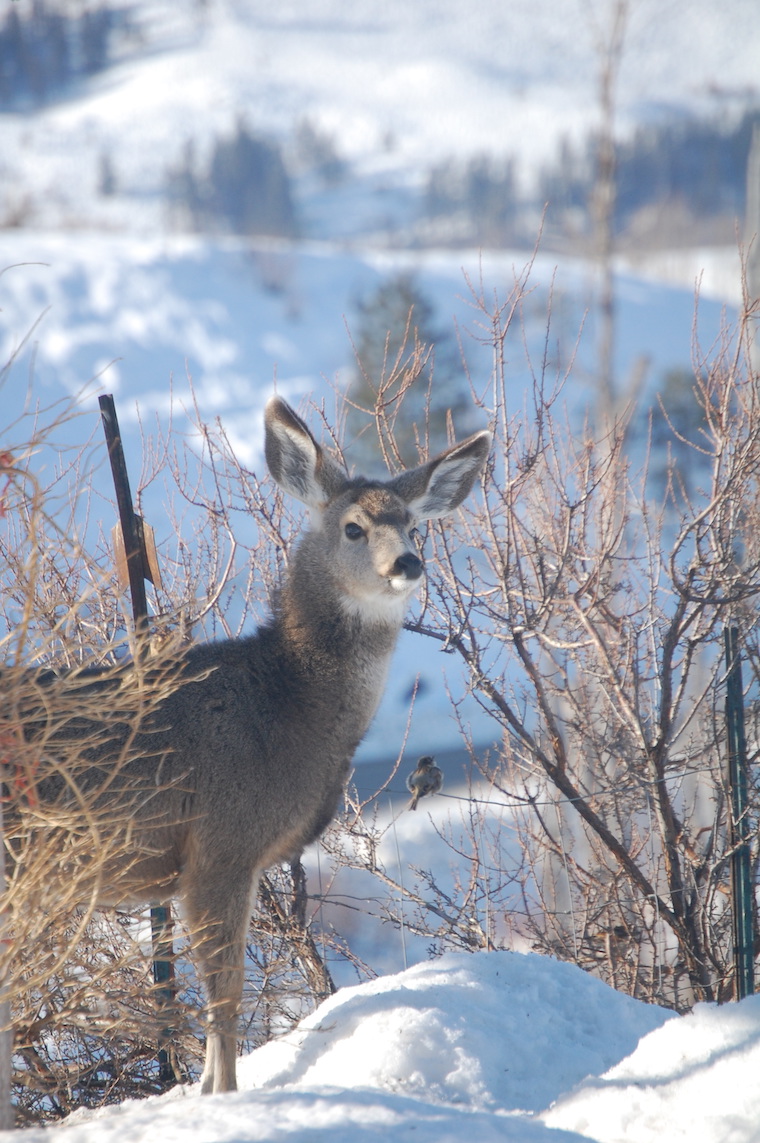 Mule Deer