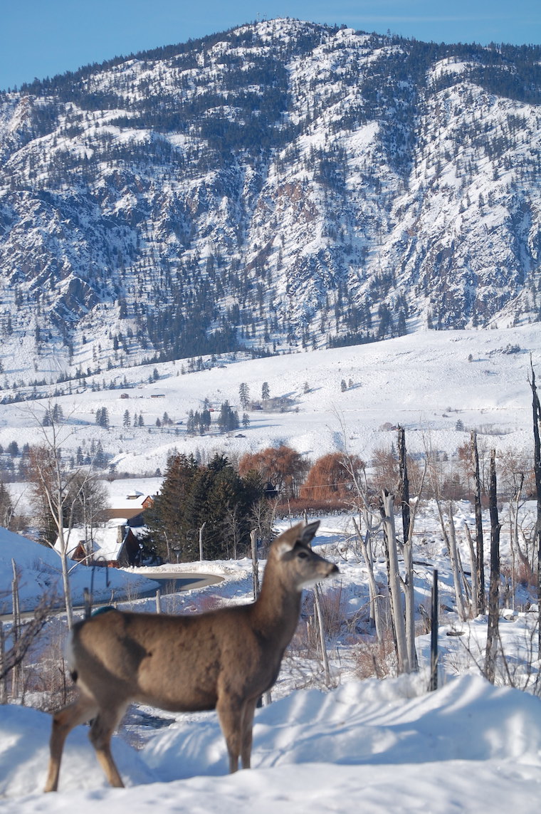 Mule Deer
