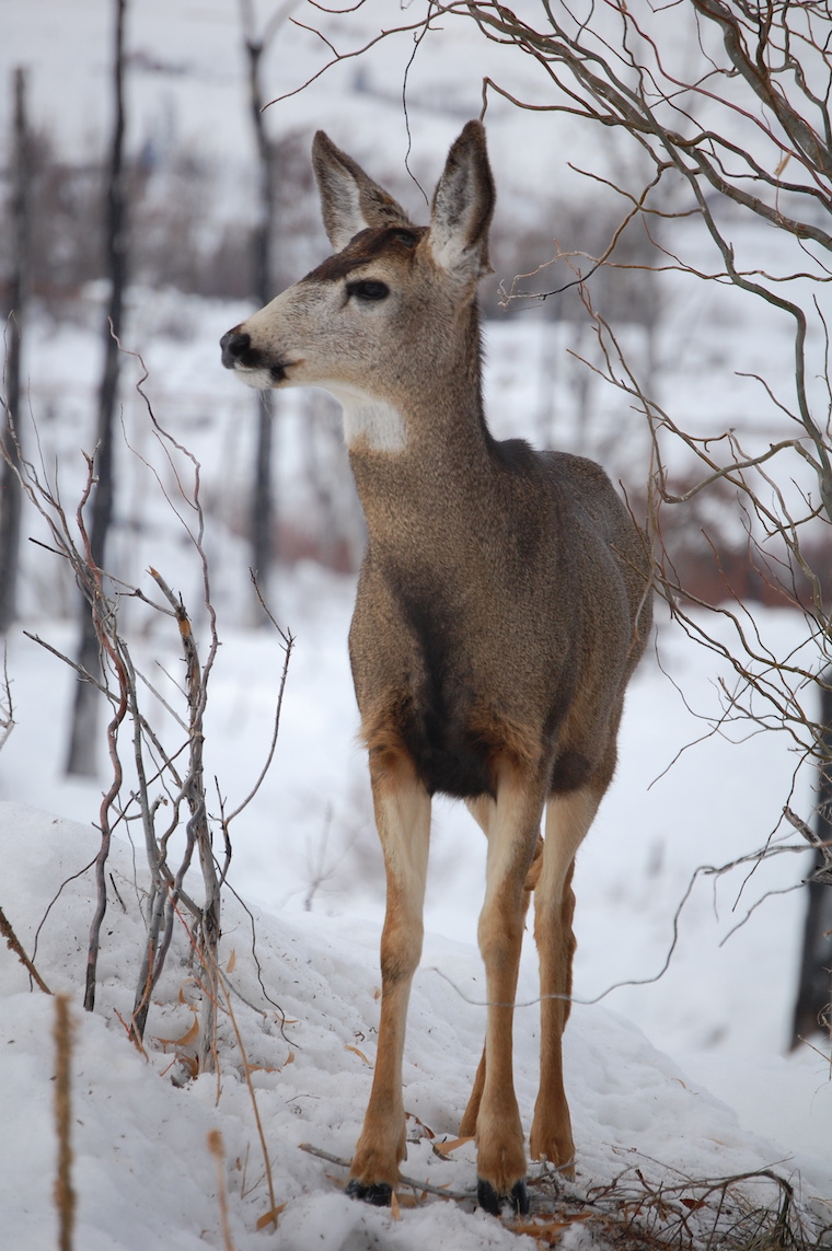 Mule Deer