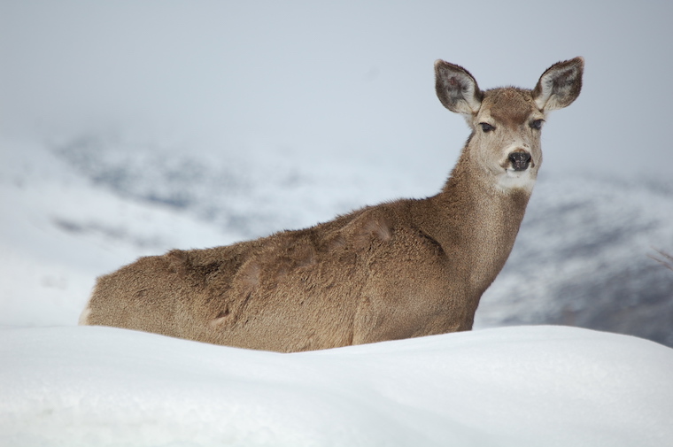 Mule Deer
