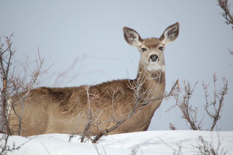 Mule Deer