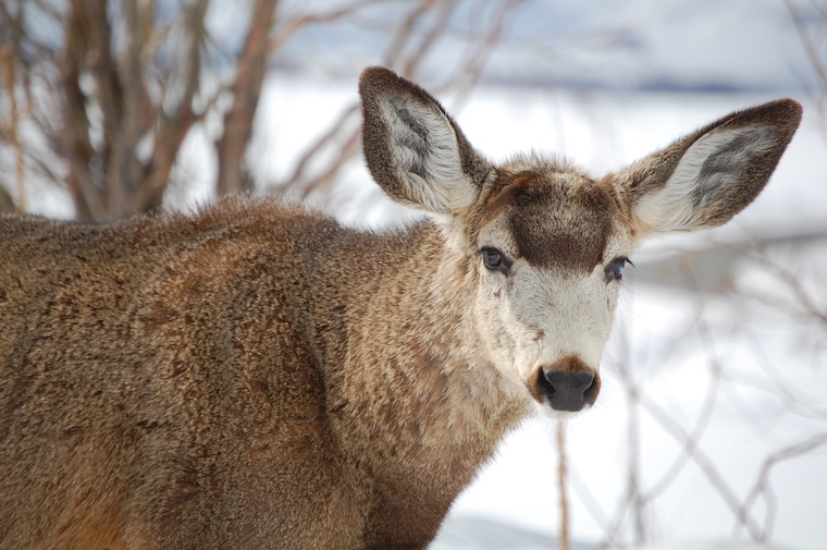 Mule Deer