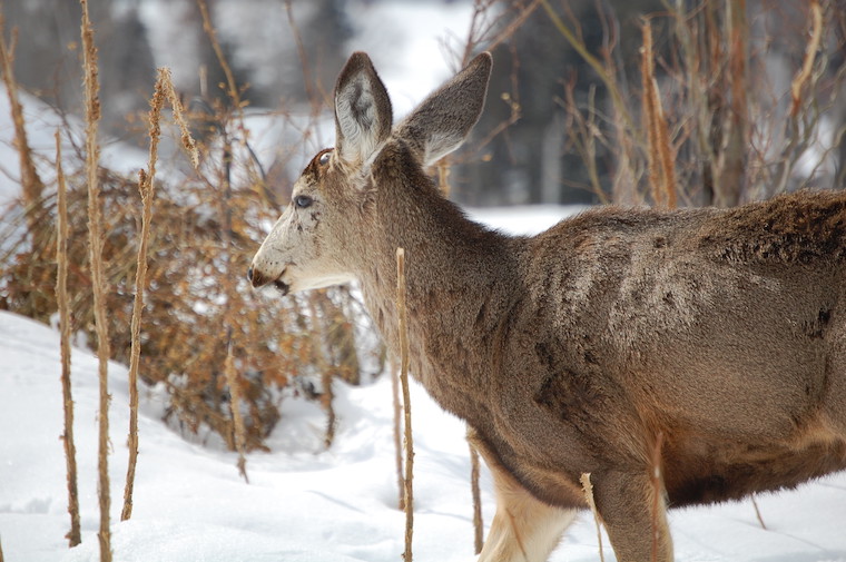 Mule Deer