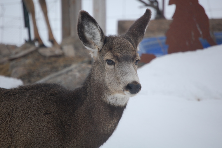 Mule Deer