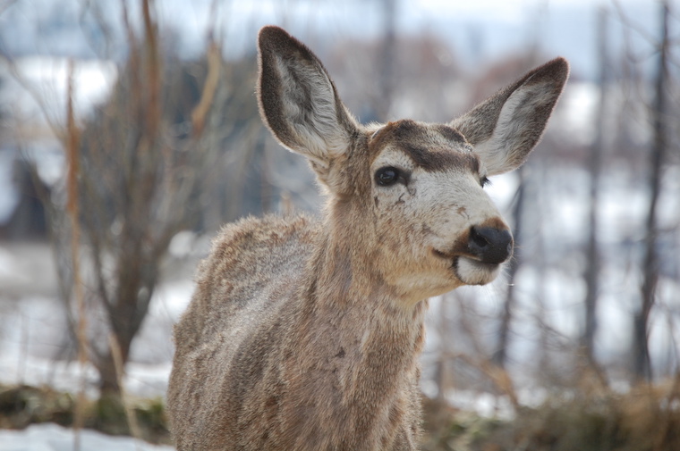 Mule Deer