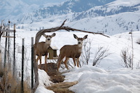Mule Deer