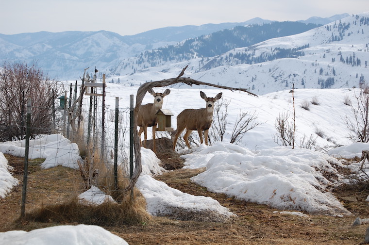 Mule Deer