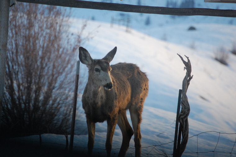 Mule Deer