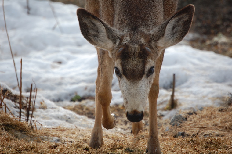 Mule Deer