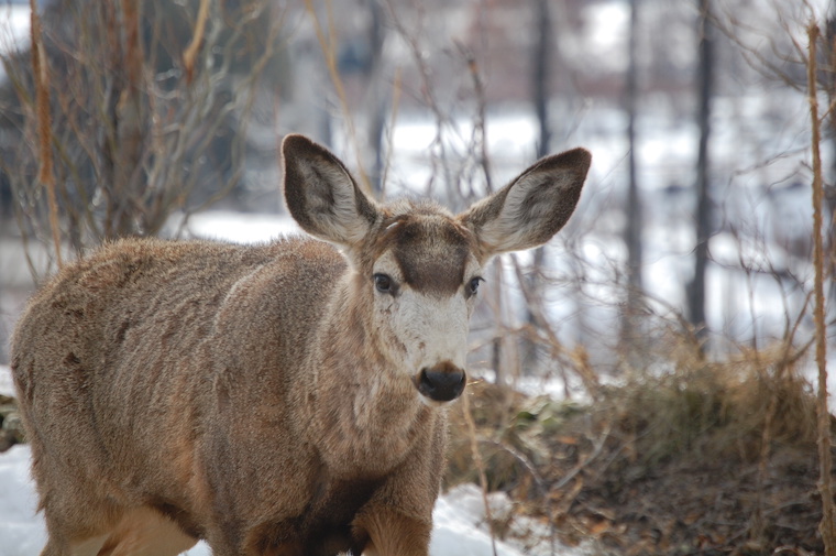 Mule Deer