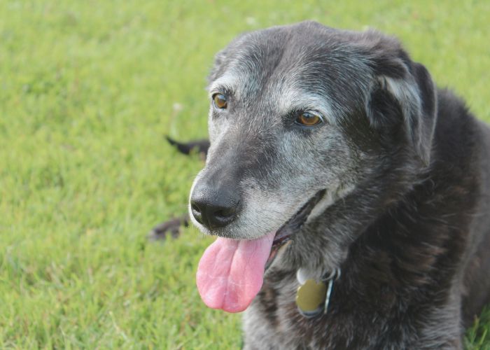 older dog
