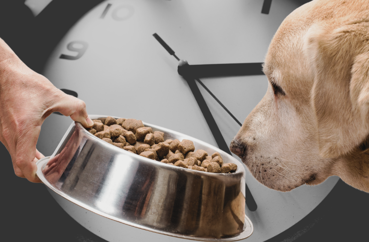 clock and human offering dog bowl of kibble