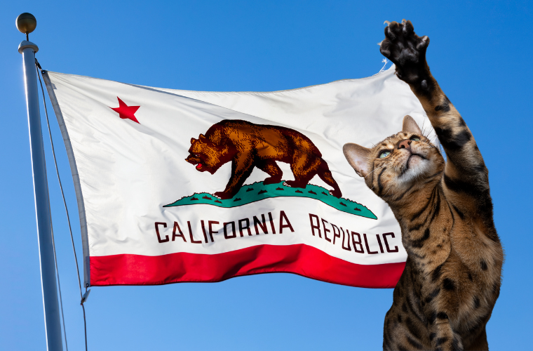 California flag and cat raising paw