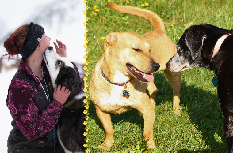 dog licking human's face and two dogs together