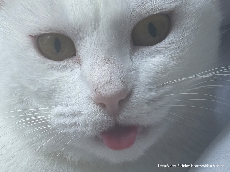white cat blepping