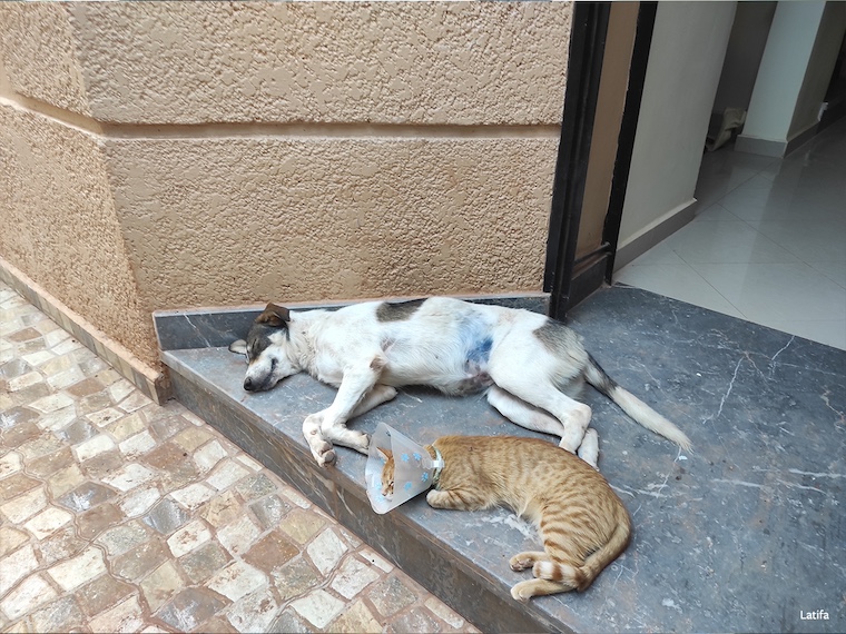 dog and cat resting