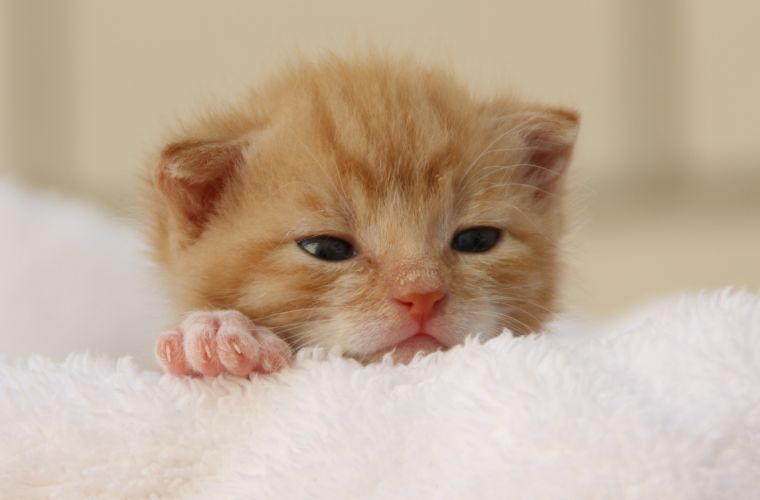 young orange kitten