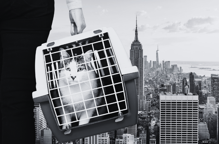 image of person carrying cat carrier and NYC