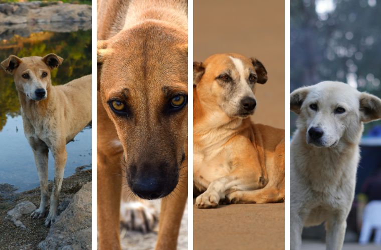 street dogs in India