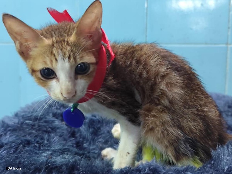 kitten