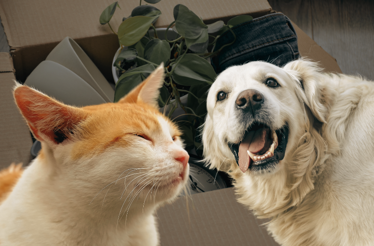 happy cat and dog in front of a box of stuff