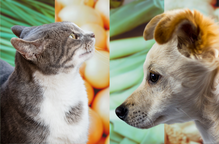 image of cat and dog and allium plants