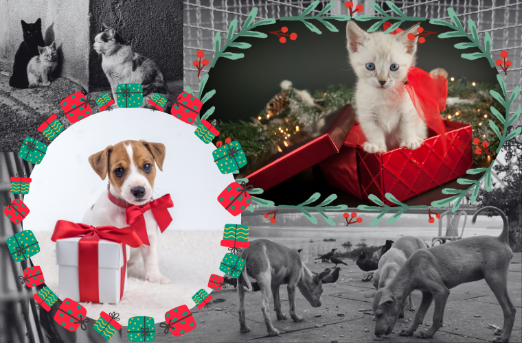 puppy and kitten as gifts and dogs and cats on the street