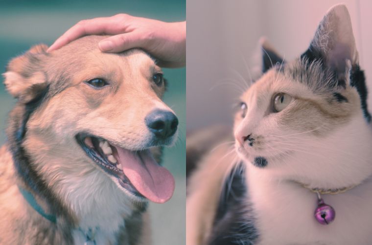 dog and cat