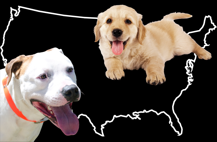 dogs and outline of U.S.
