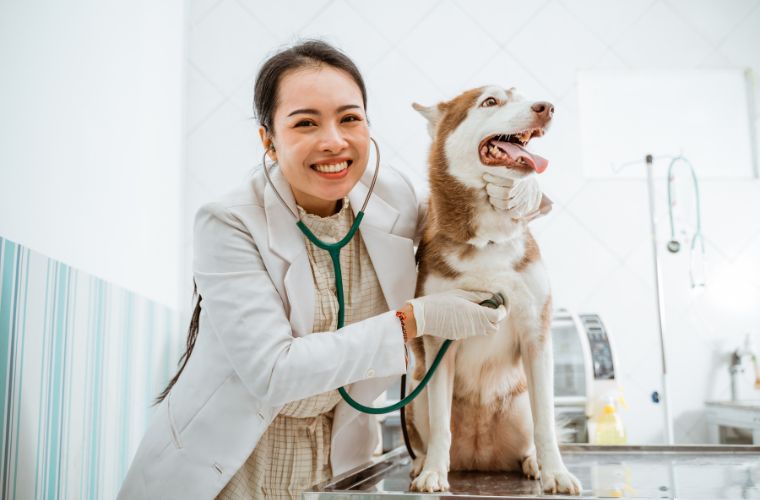 vet and dog