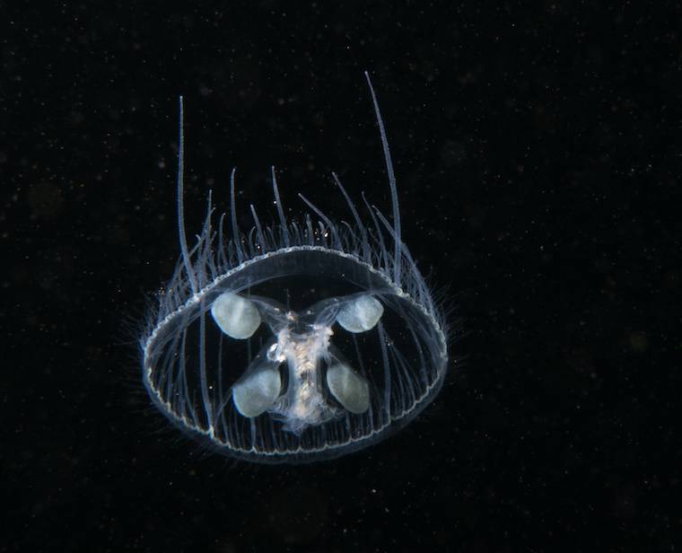 jellyfish