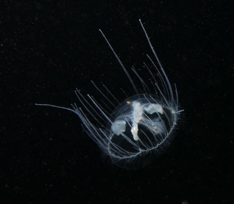 jellyfish