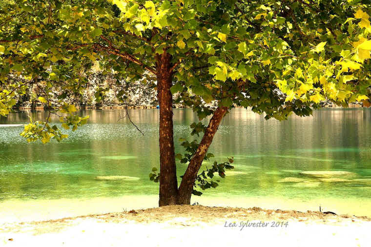 Coffey Grounds Lea Sylvester